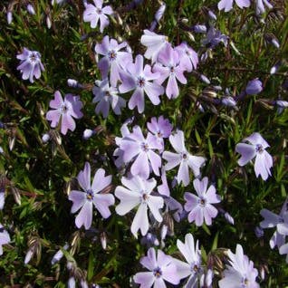 Kruipphlox (Phlox subulata 'Benita')