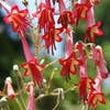 Kaapse Fuchsia (Phygelius rectus 'African Queen')