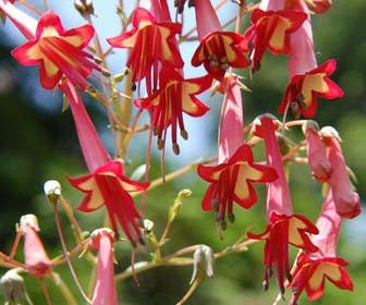 Kaapse Fuchsia (Phygelius rectus 'African Queen')