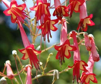 Kaapse Fuchsia (Phygelius rectus 'African Queen')