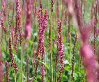 Duizendknoop (Persicaria 'J.S. Seven Oaks Village')