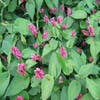 Duizendknoop (Persicaria amplexicaulis 'Inverleith')
