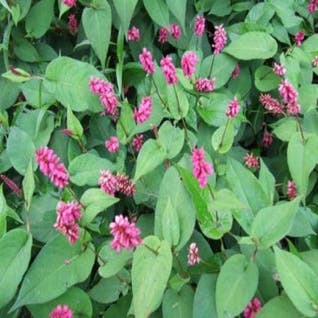 Duizendknoop (Persicaria amplexicaulis 'Inverleith')