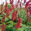 Duizendknoop (Persicaria amplexicaulis 'J.S. Caliente')