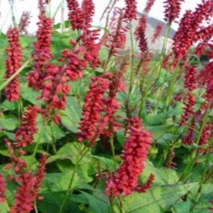 Duizendknoop (Persicaria amplexicaulis 'J.S. Caliente')