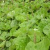 Groot hoefblad (Petasites hybridus)