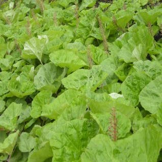 Groot hoefblad (Petasites hybridus)