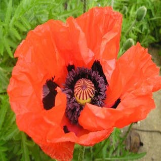 Klaproos (Papaver orientale 'Beauty of Livermere')