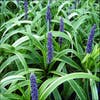 Leliegras (Liriope muscari 'Gold Banded')