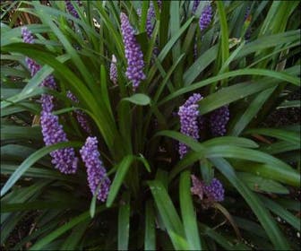 Leliegras (Liriope muscari 'Royal Purple')