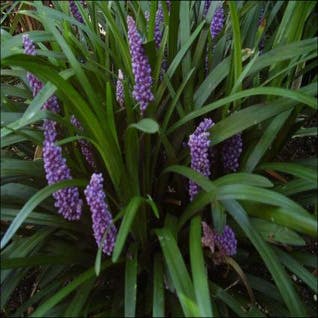 Leliegras (Liriope muscari 'Royal Purple') bloeiend, wintergroen
