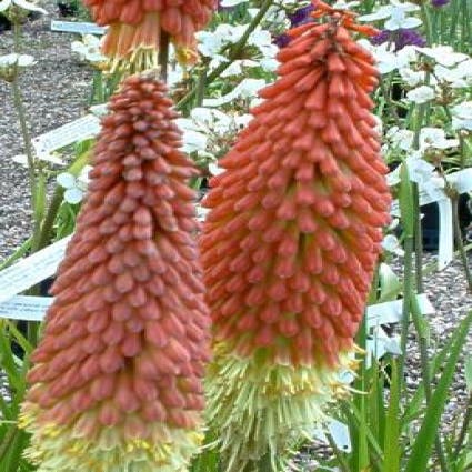 Kniphofia Royal Castle