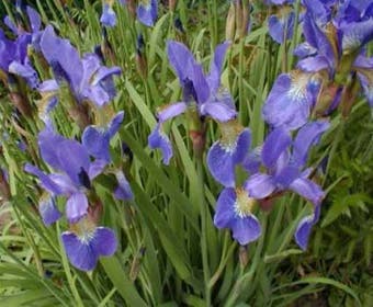 Siberische lis (Iris sibirica)