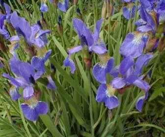 Siberische lis (Iris sibirica)