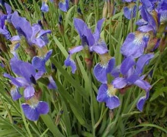 Siberische lis (Iris sibirica)