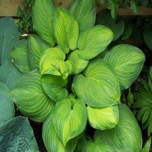 Hosta 'Guacamole' (Funkia/Hartlelie)