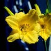 Daglelie (Hemerocallis 'Happy Returns')