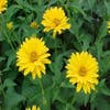 Zonneoog (Heliopsis helianthoides scabra) Bio