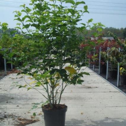 Japanse Slangehuidesdoorn (Acer rufinerve)