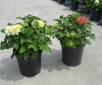 Hortensia (Hydrangea macrophylla 'Soeur Therese')