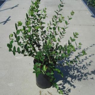 Struikkamperfoelie (Lonicera tatarica 'Rosea')