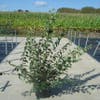 Boerenjasmijn (Philadelphus 'Virginal')