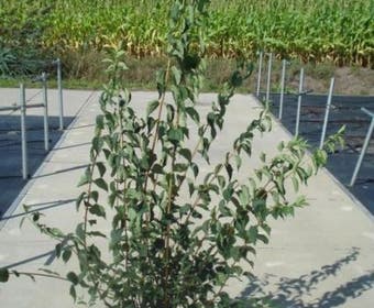 Boerenjasmijn (Philadelphus 'Virginal')