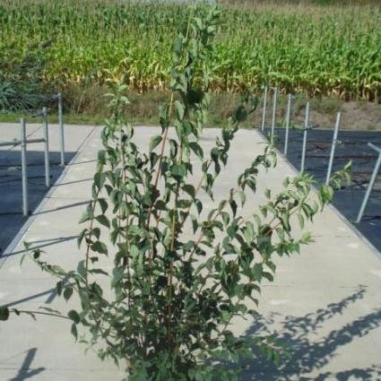 Boerenjasmijn (Philadelphus 'Virginal')