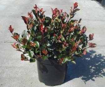 Glansmispel (Photinia fraseri 'Little Red Robin')