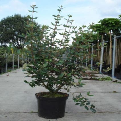 Sneeuwbal (Viburnum burkwoodii)