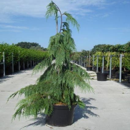 Cypres (Chamaecyparis nootkatensis 'Pendula')
