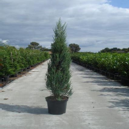 Jeneverbes Juniperus scopulorum 'Blue Arrow'