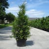 Groene haagconifeer (Thuja occidentalis 'Brabant')