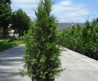 Groene haagconifeer (Thuja occidentalis 'Brabant')