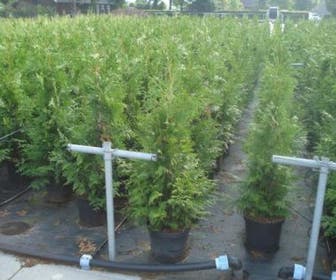 Reuzenlevensboom (Thuja plicata 'Excelsa')