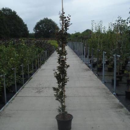 Rode Zuilbeuk (Fagus sylvatica 'Dawyck Purple')
