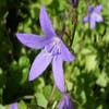 Klokje (Campanula poscharskyana)