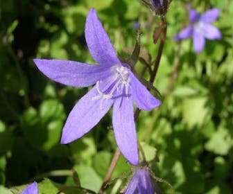 Klokje (Campanula poscharskyana)