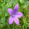 Klokje (Campanula portenschlagiana) BIO