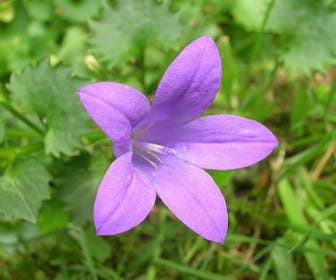 Klokje (Campanula portenschlagiana) BIO