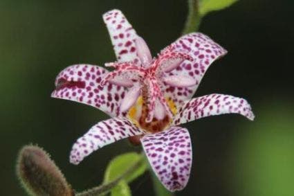 Armeluisorchidee