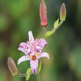 Armelui\'s orchidee/paddelelie (Tricyrtis formosana)