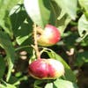 Nectarine (Prunus Persica Nucipersica)