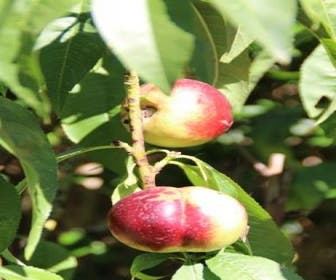 Nectarine (Prunus Persica Nucipersica)