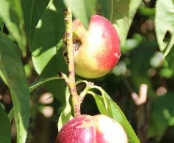 Nectarine (Prunus Persica Nucipersica)