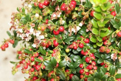 Vaccinium