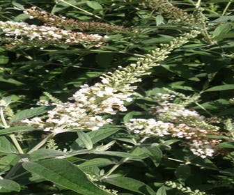 Vlinderstruik Snoeien - Hoe En Wanneer | Directplant