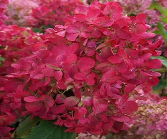 Pluimhortensia  (Hydrangea paniculata 'Diamant Rouge')