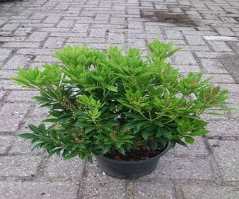 Rotsheide (Pieris japonica 'Debutante')