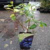 Blauwe bes (Vaccinium corymbosum 'Patriot')